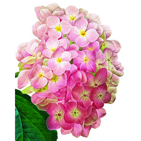 Minikort, Rosa Hortensia